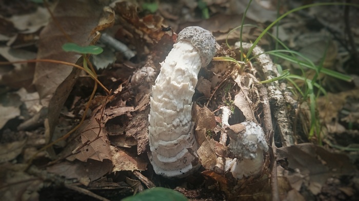 Mushroom-2