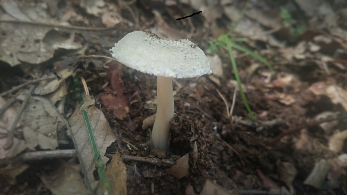 Mushroom-3
