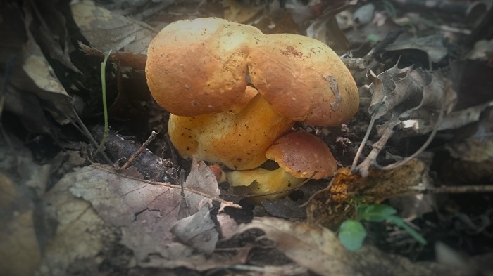 Mushroom-4
