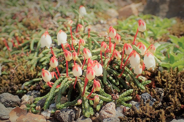 alpine plants