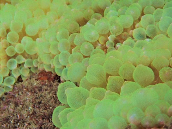 Coral sea anemones