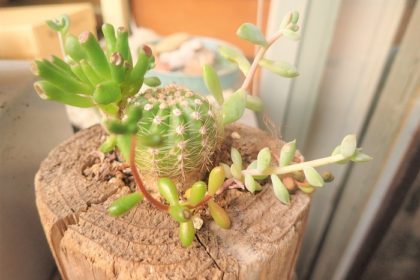 Cactus grows root